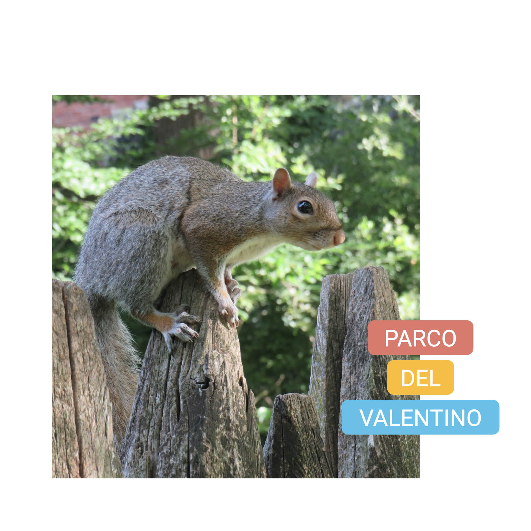 visit turin parco valentino bike tour torino squirrels